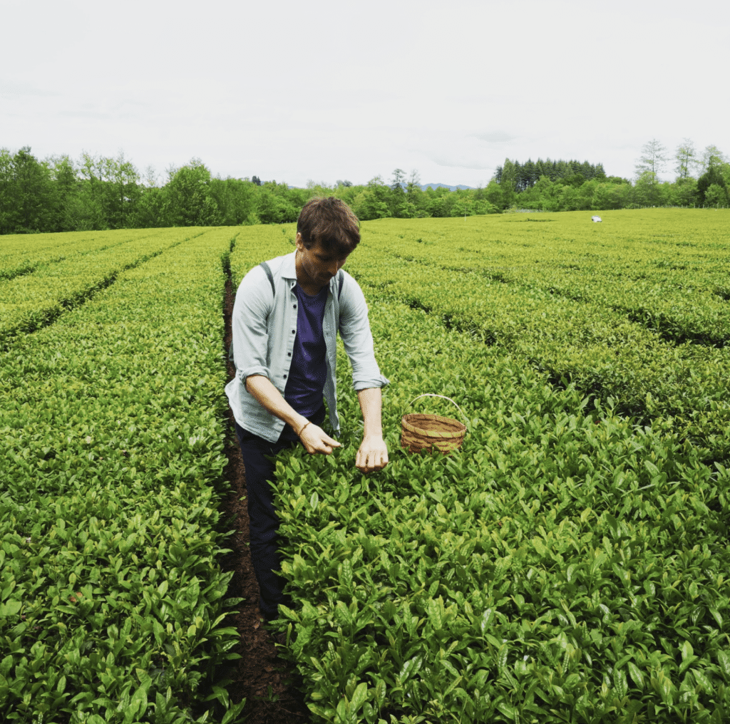 Culture de thé en Bretagne