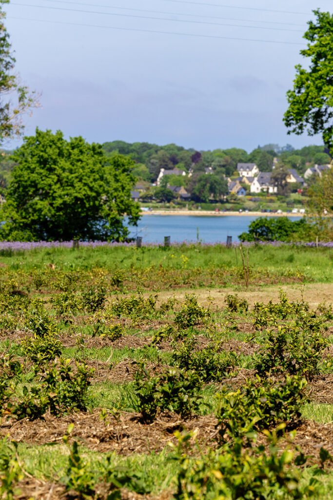 Fabrication de thé bio en Bretagne