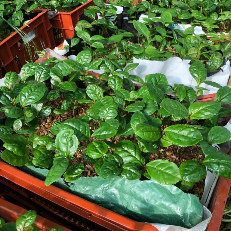 Vente de kit de plantation de thé bio en Bretagne